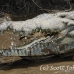 crocodile_american_tar_h_1522_cos2525.jpg